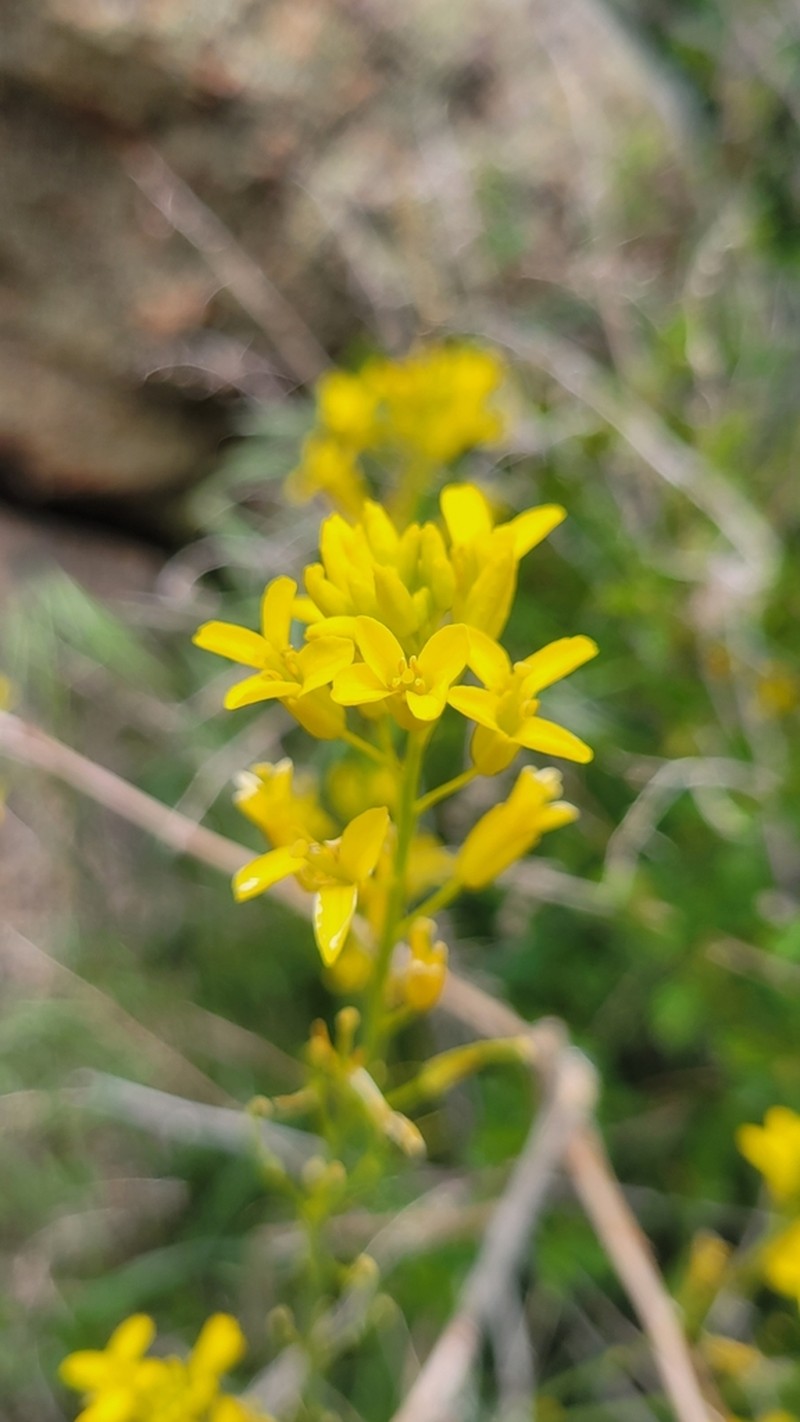 Flaxleaf Plainsmustard photo 5