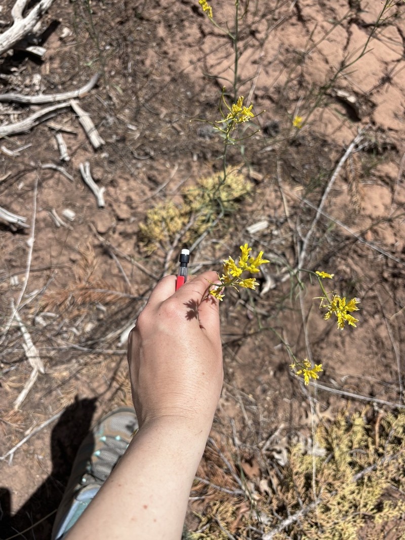 Flaxleaf Plainsmustard photo 6