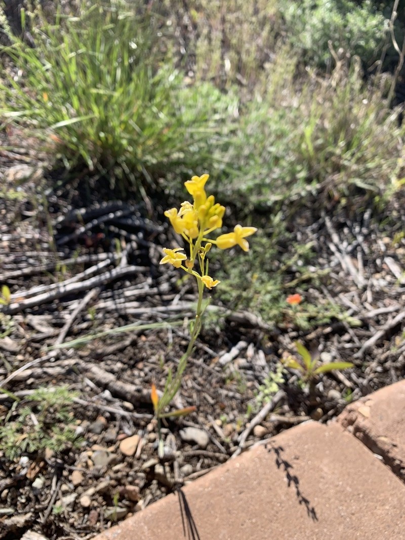 Flaxleaf Plainsmustard photo 7