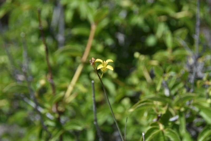 Flaxleaf Plainsmustard photo 8