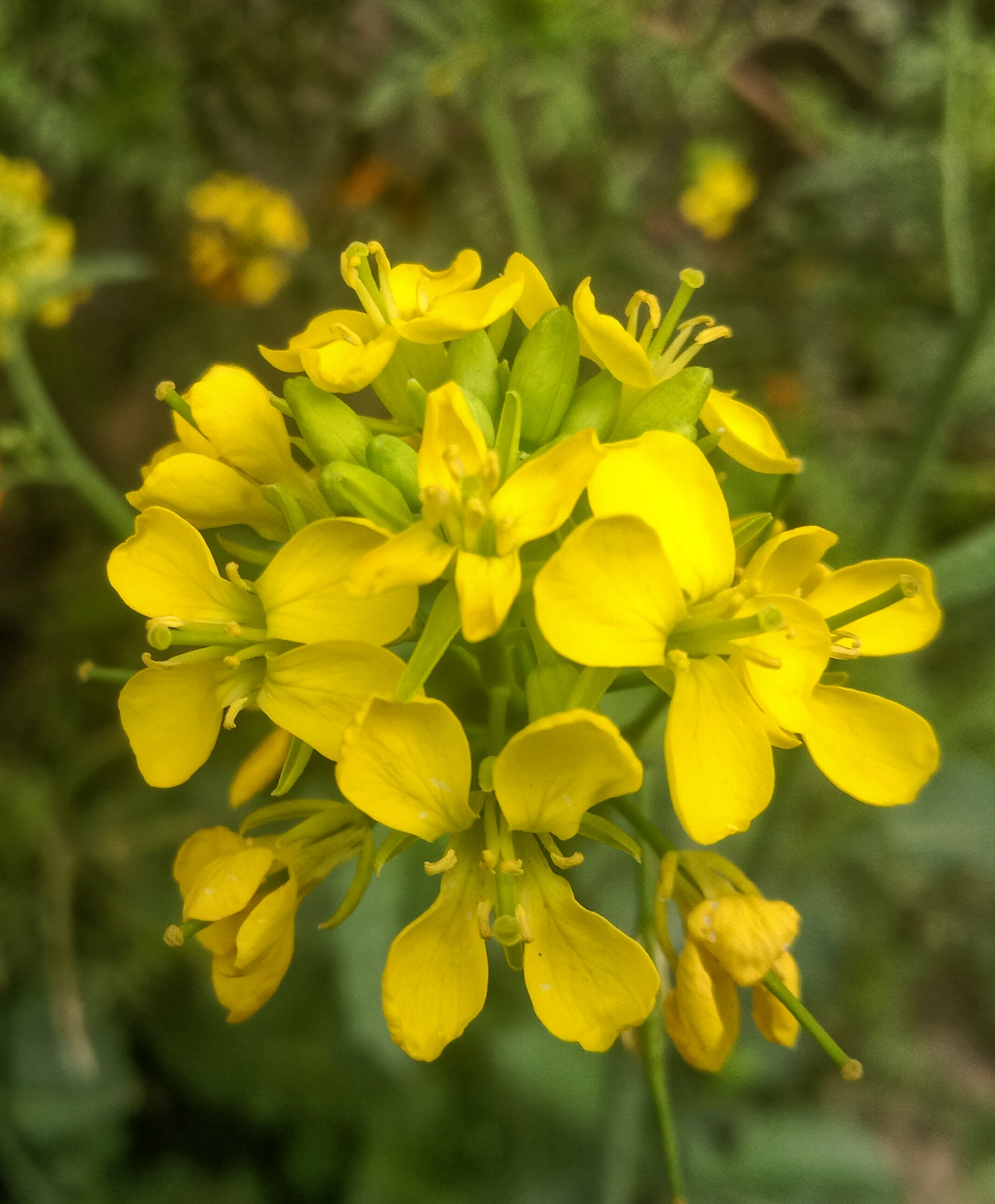 Small Tumbleweed Mustard photo 5