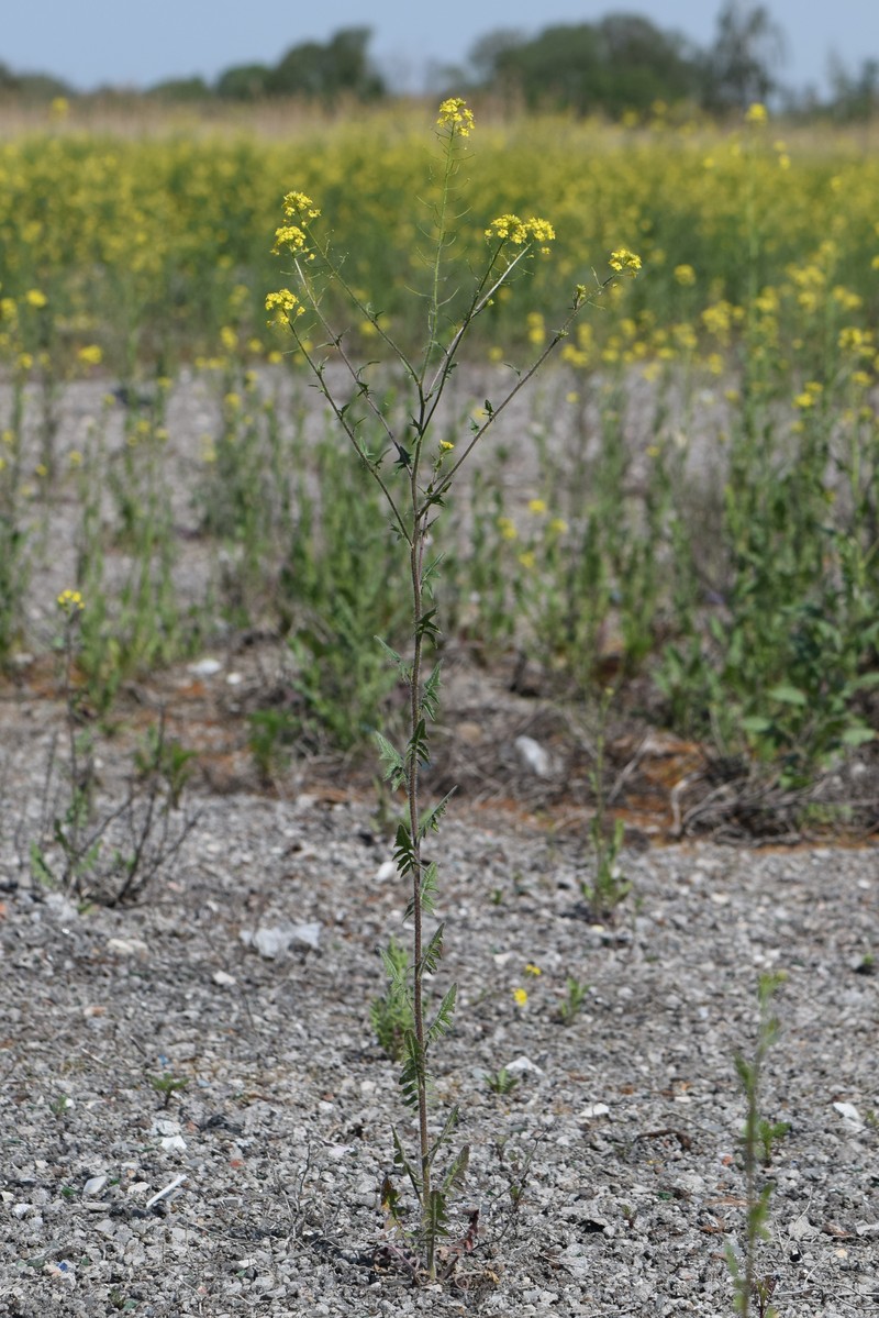 Small Tumbleweed Mustard photo 2
