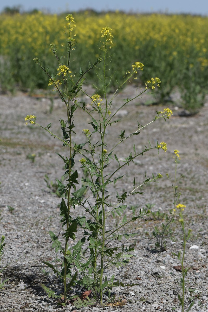 Small Tumbleweed Mustard photo 3
