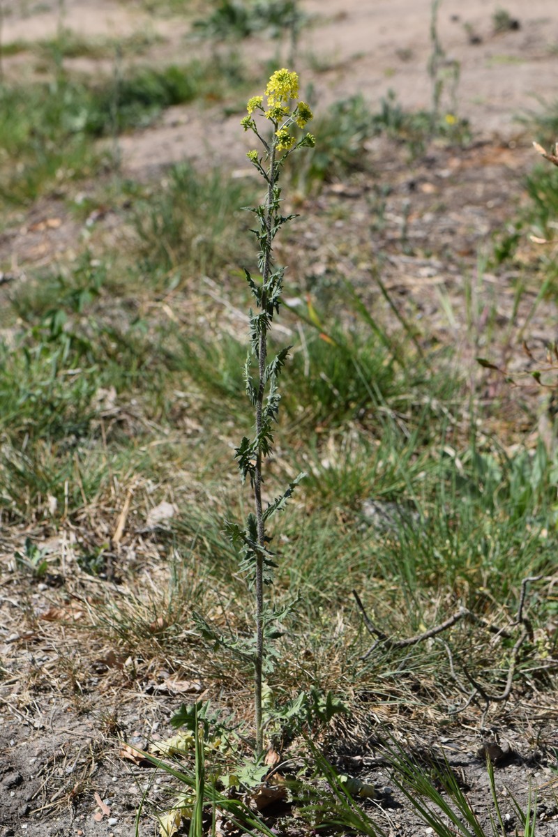 Small Tumbleweed Mustard photo 4