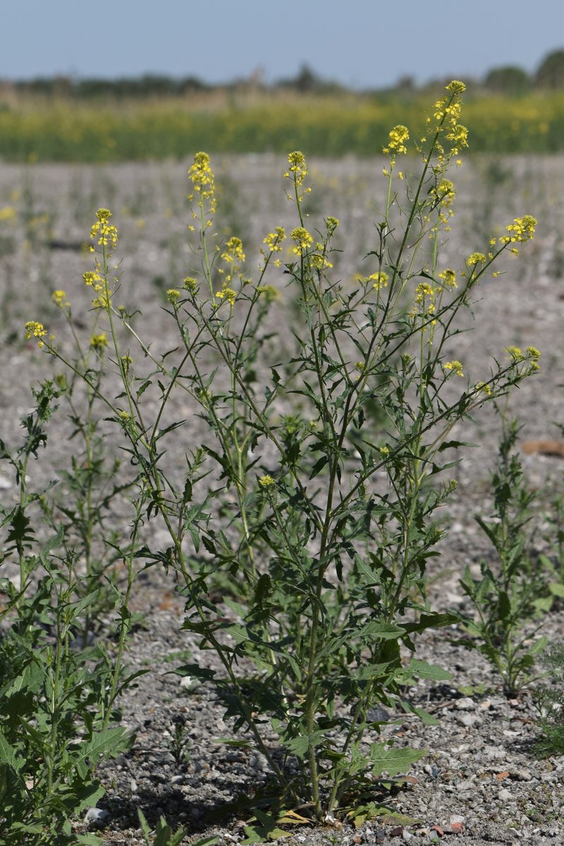 Small Tumbleweed Mustard photo 6