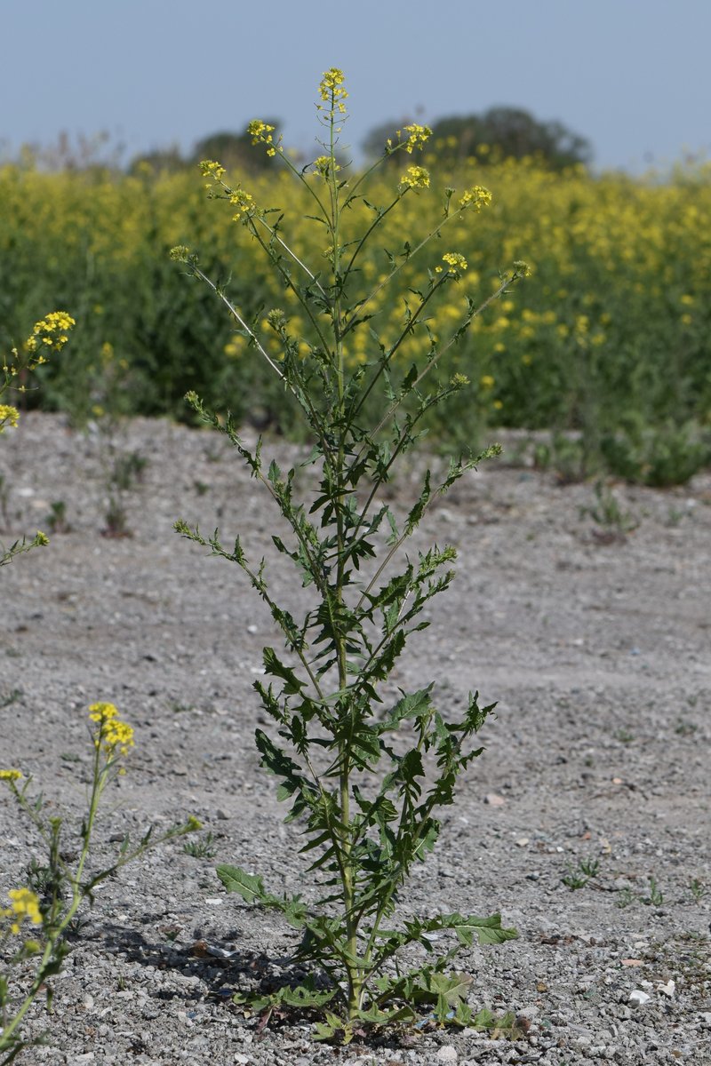Small Tumbleweed Mustard photo 7