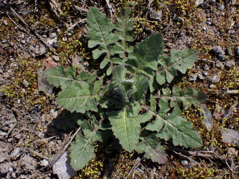 Small Tumbleweed Mustard photo 8