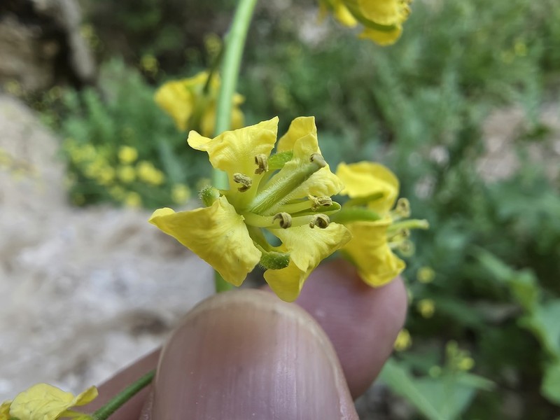 Sisymbrium malatyanum photo 2