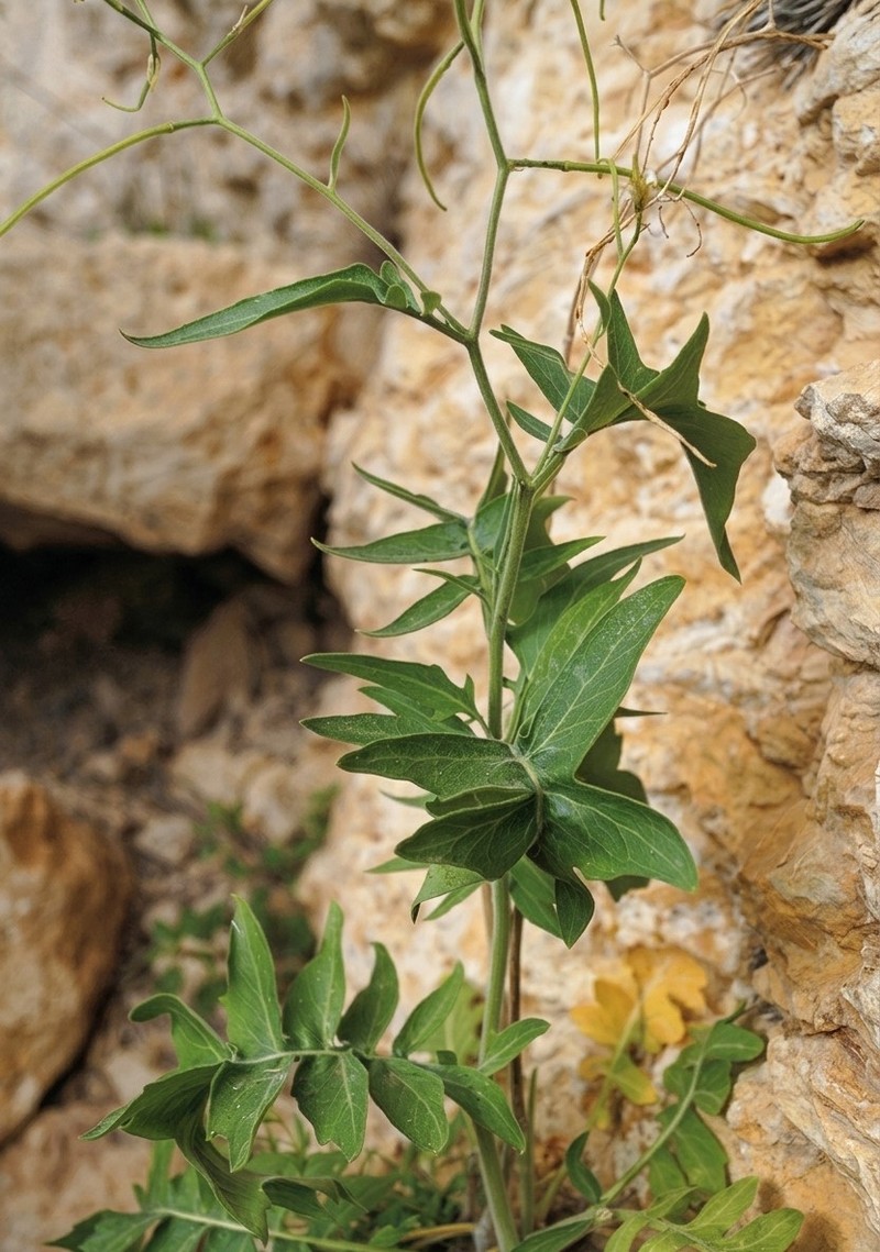 Sisymbrium malatyanum