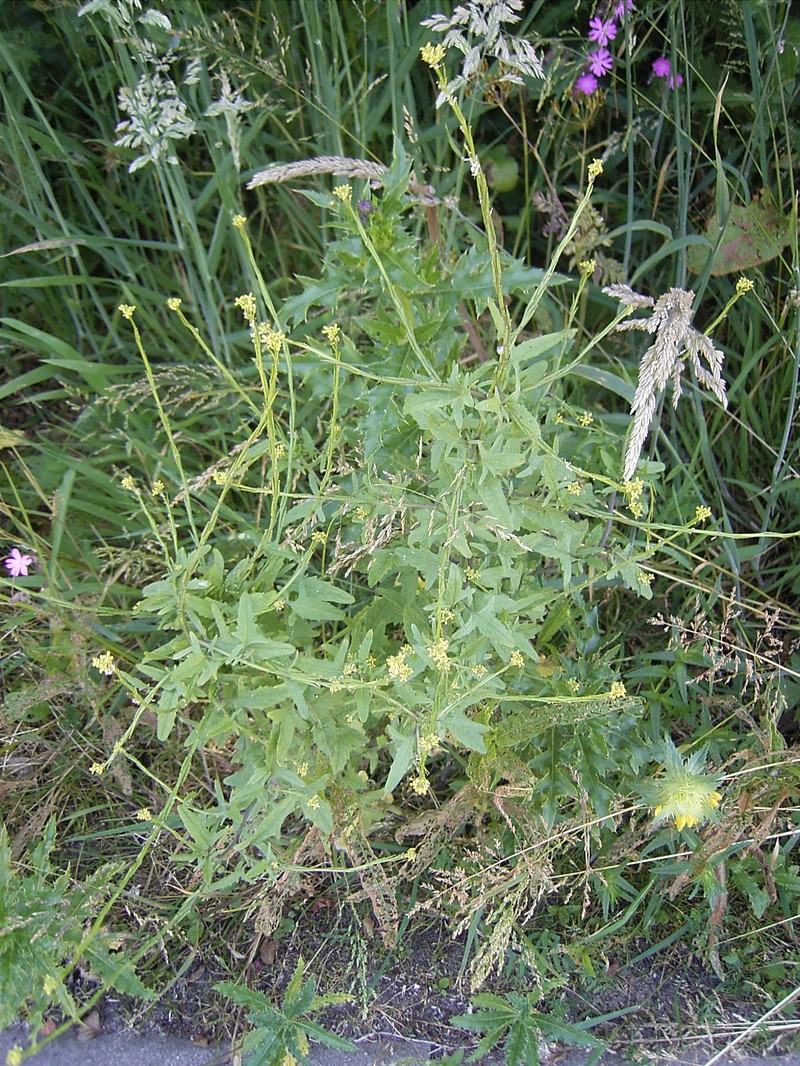 Hedgemustard photo 2