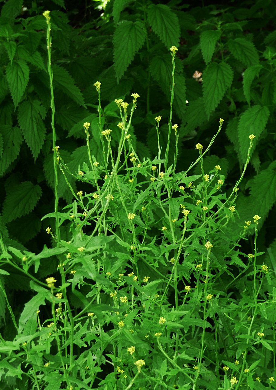 Hedgemustard