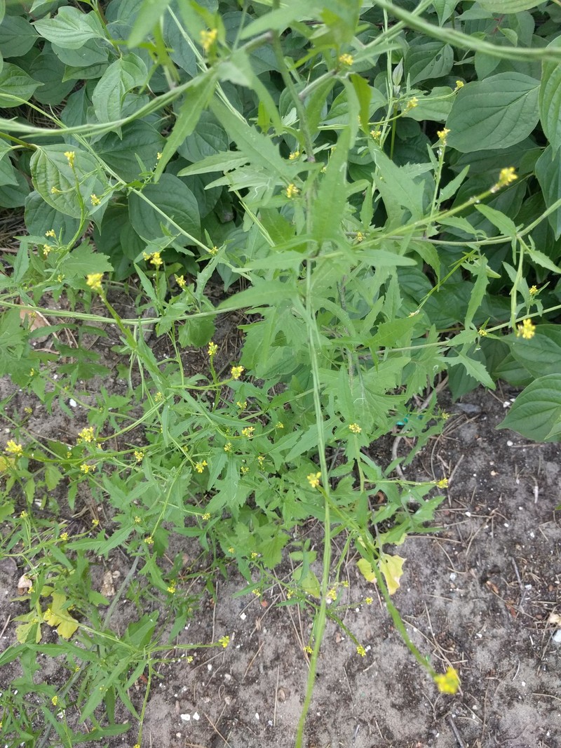 Hedgemustard photo 3