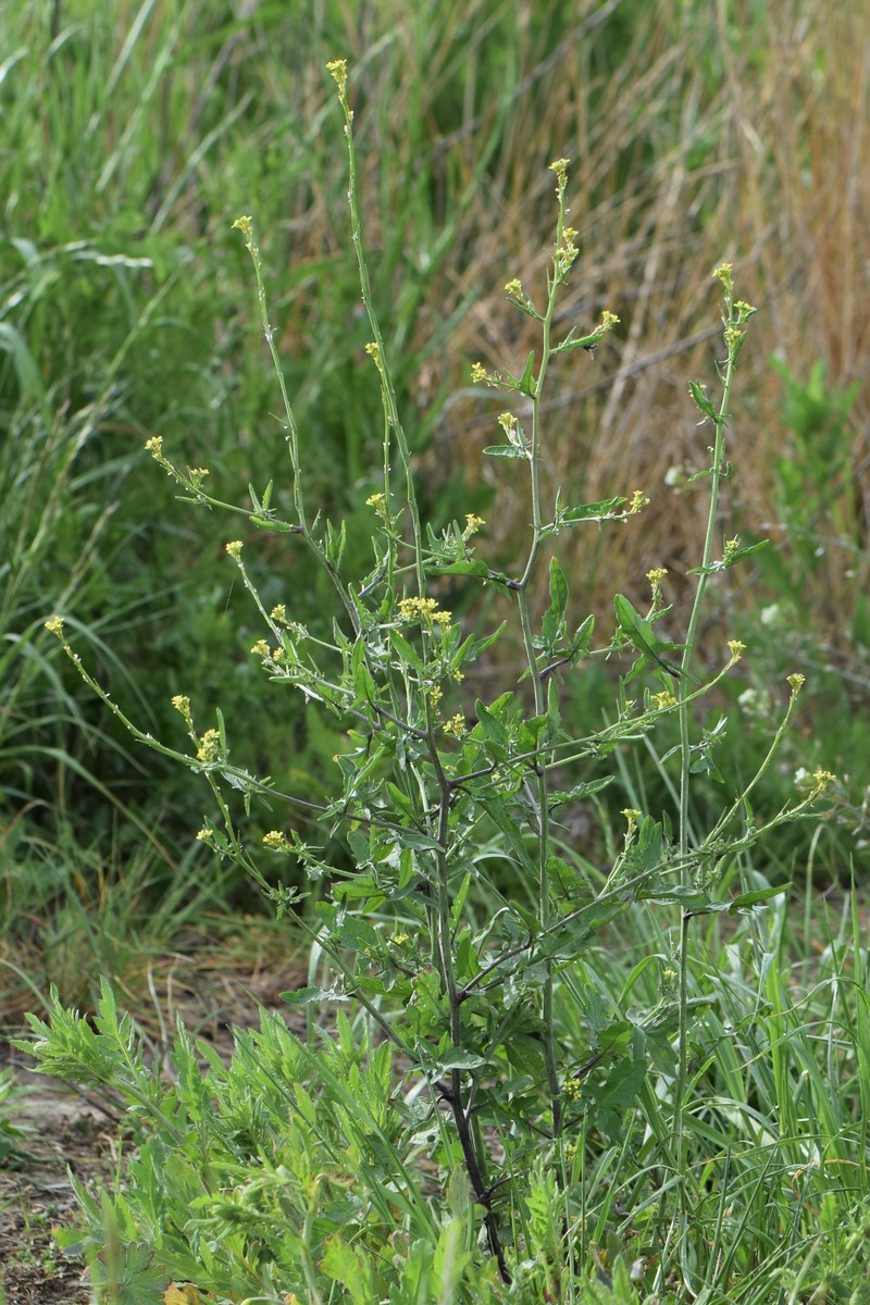 Hedgemustard photo 4