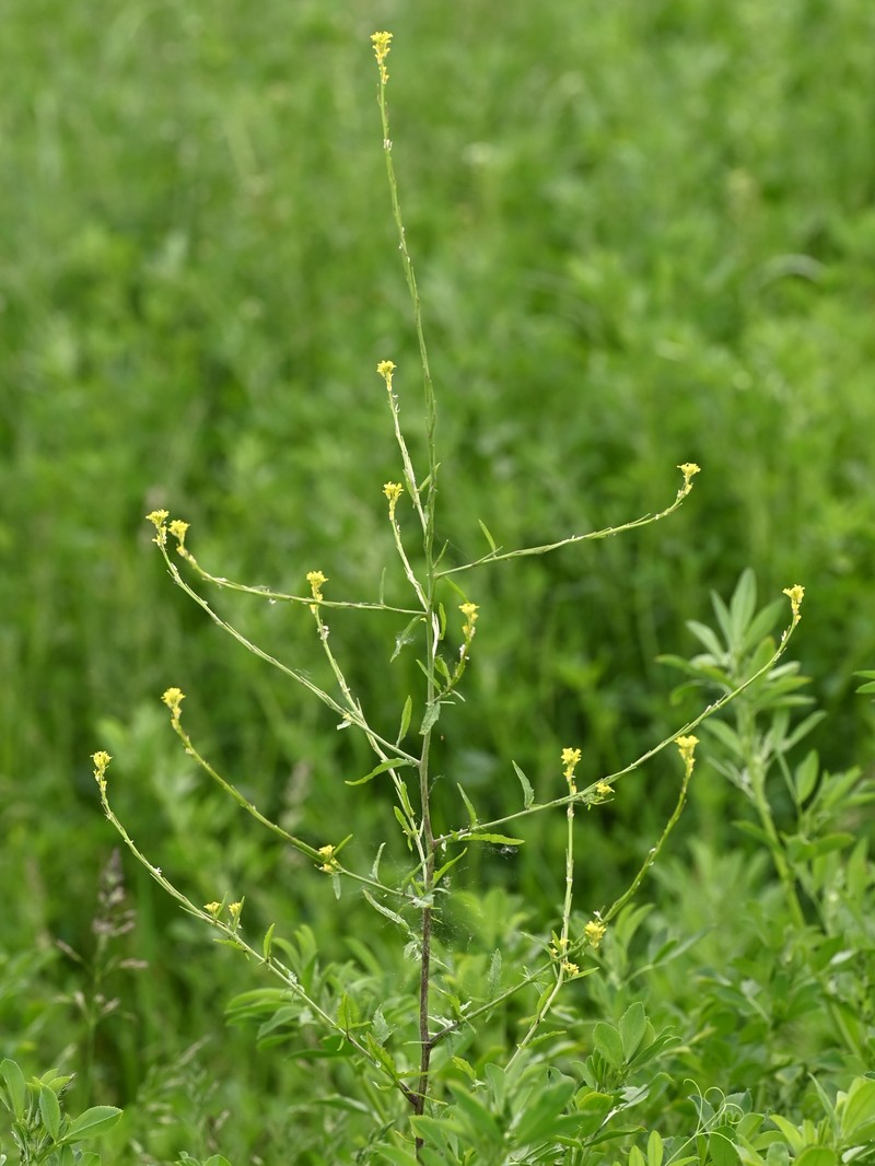 Hedgemustard photo 5