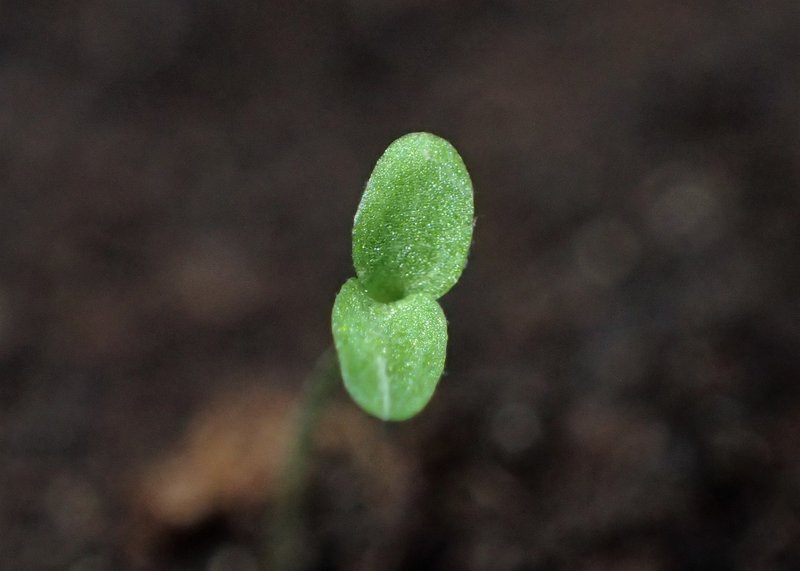 Hedgemustard photo 6