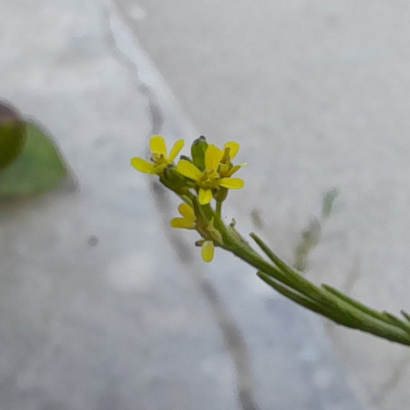 Hedgemustard photo 7