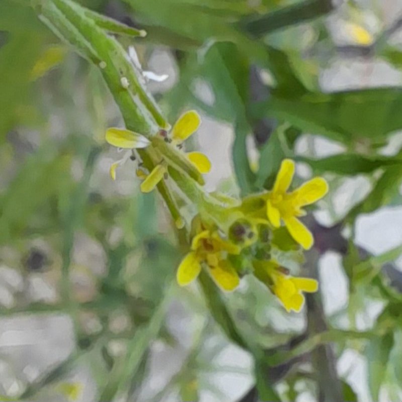 Hedgemustard photo 8