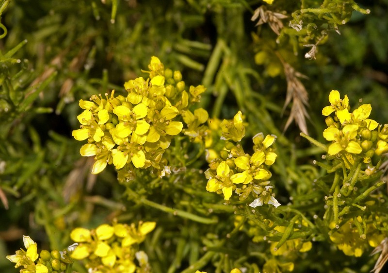 Indian Hedgemustard