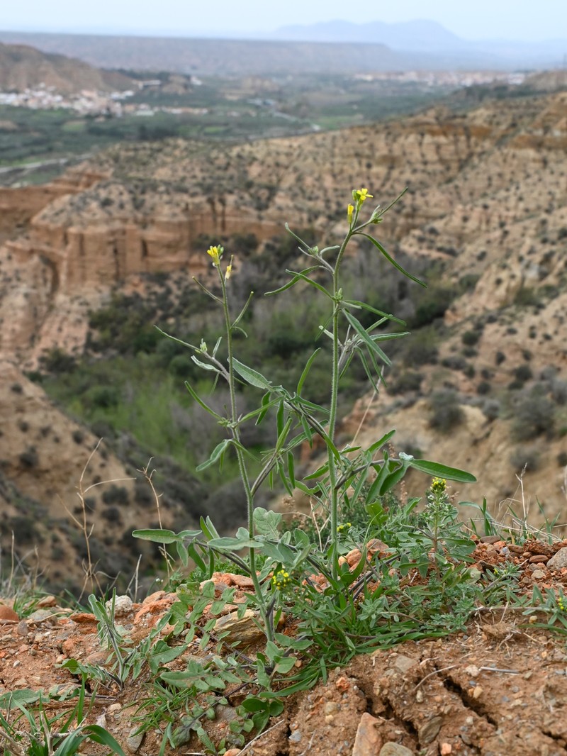 Indian Hedgemustard photo 3