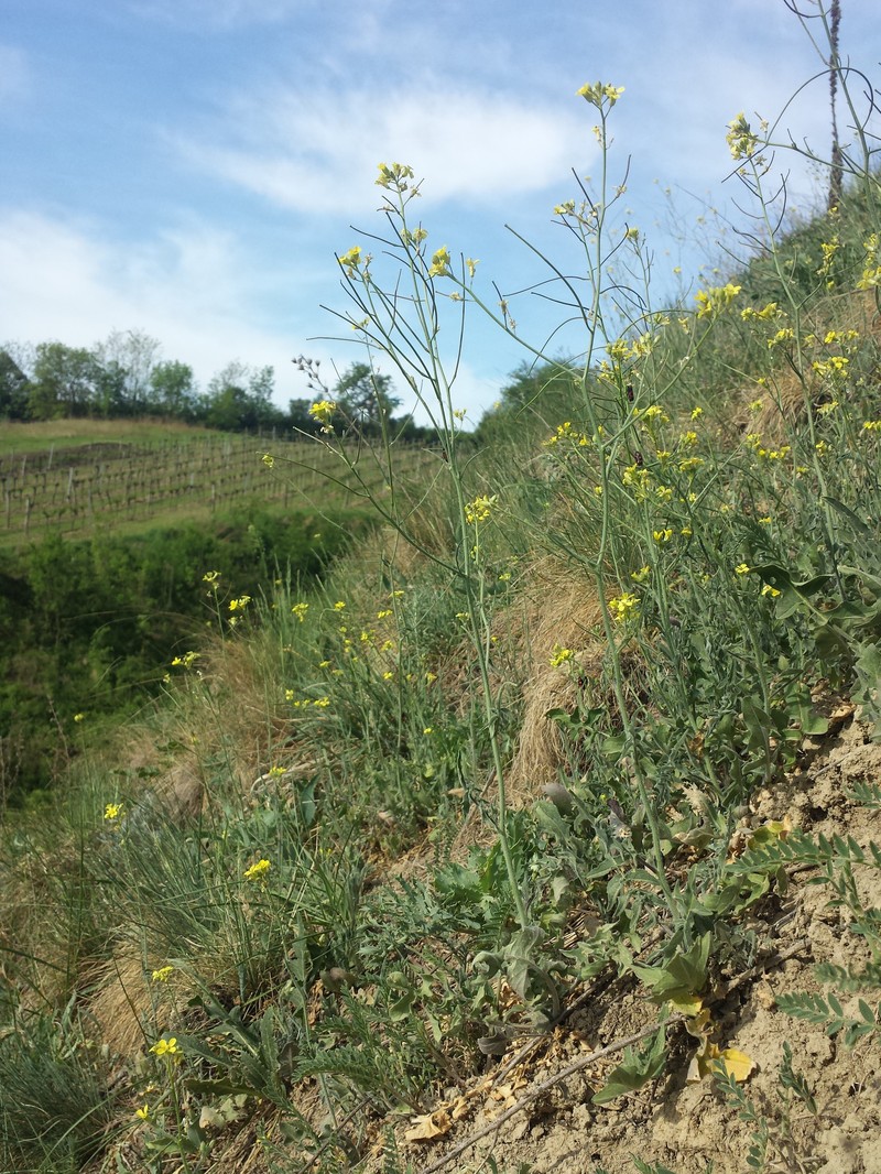 Indian Hedgemustard photo 4