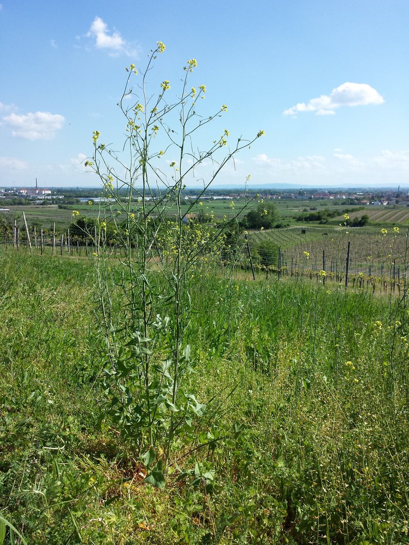 Indian Hedgemustard photo 6