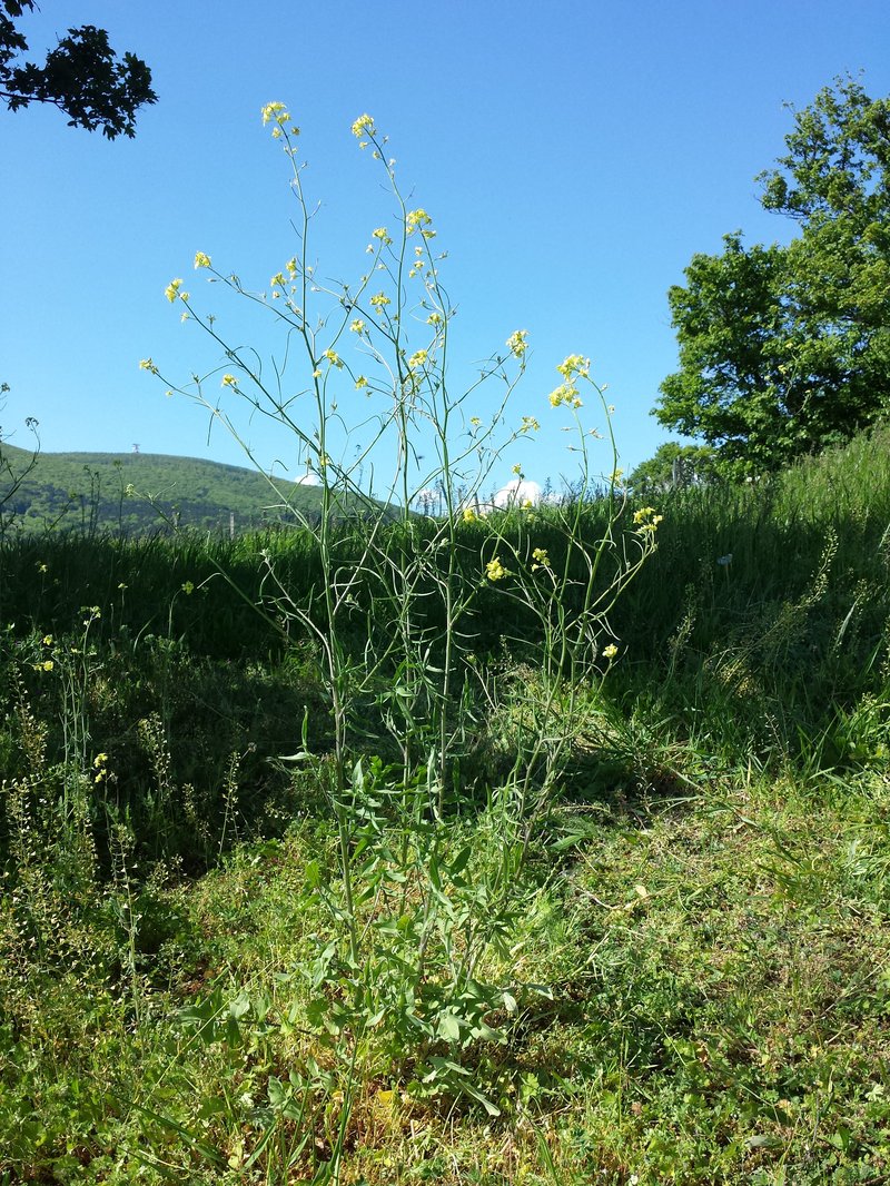 Indian Hedgemustard photo 7