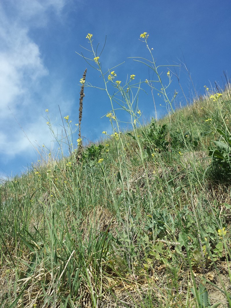 Indian Hedgemustard photo 8