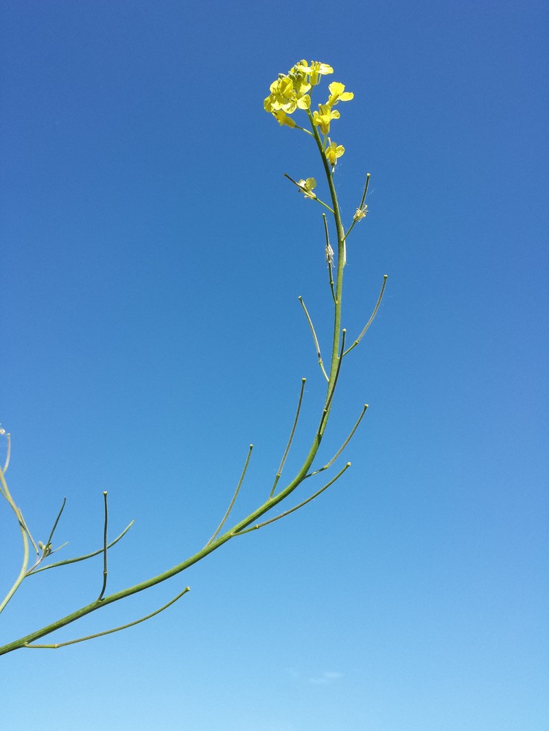 Indian Hedgemustard photo 9