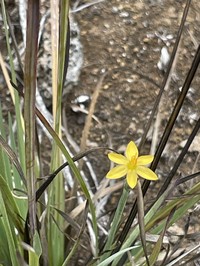 Hawai'I Blue-Eyed Grass