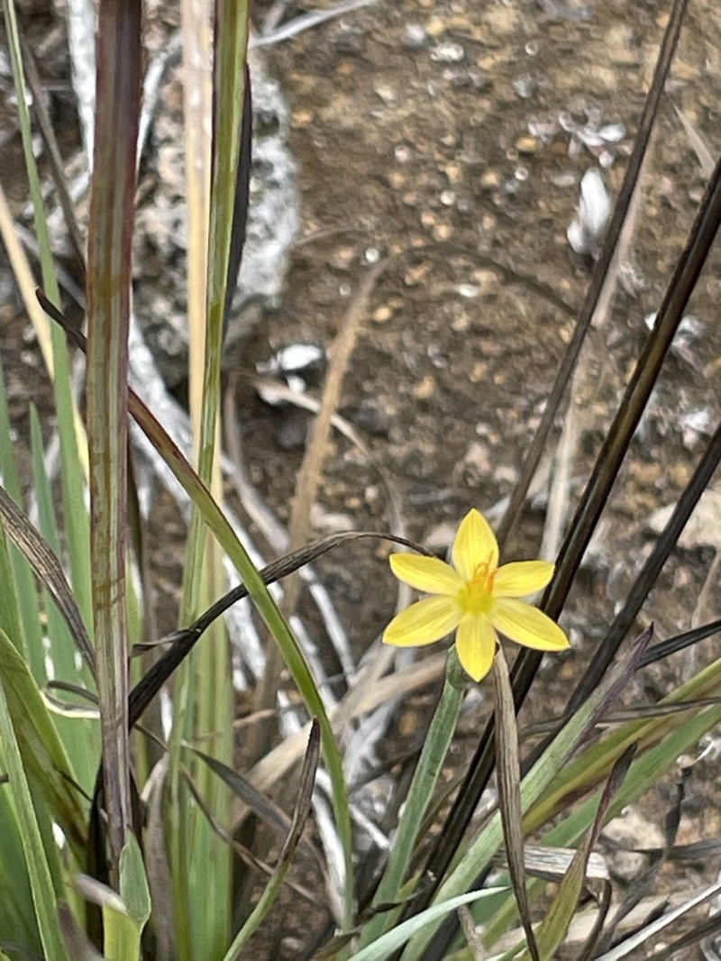 Hawai'I Blue-Eyed Grass