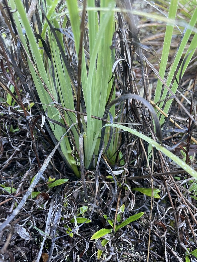 Hawai'I Blue-Eyed Grass photo 2