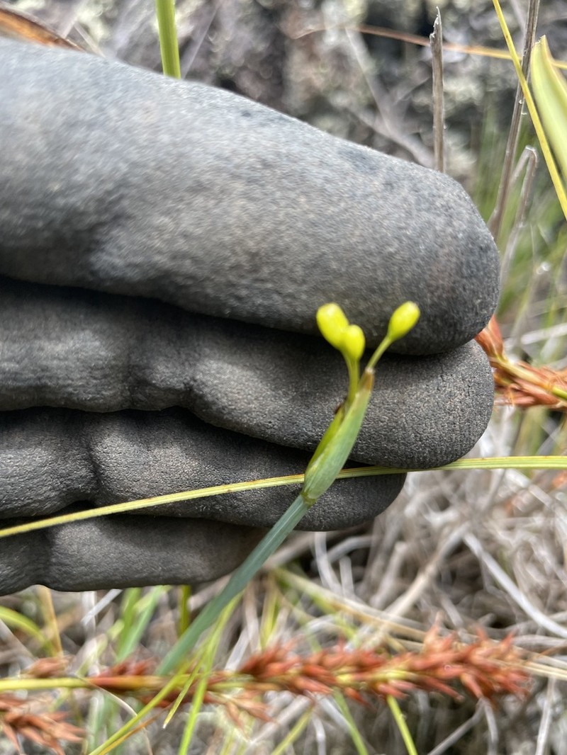 Hawai'I Blue-Eyed Grass photo 4