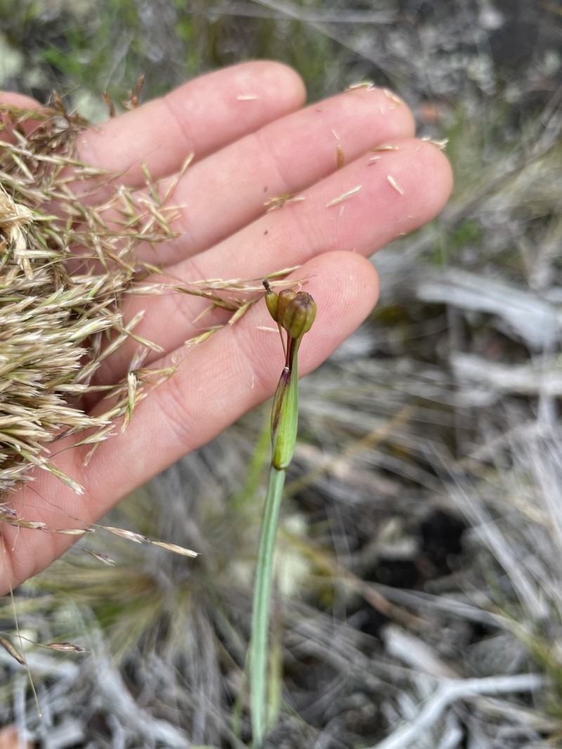 Hawai'I Blue-Eyed Grass photo 5
