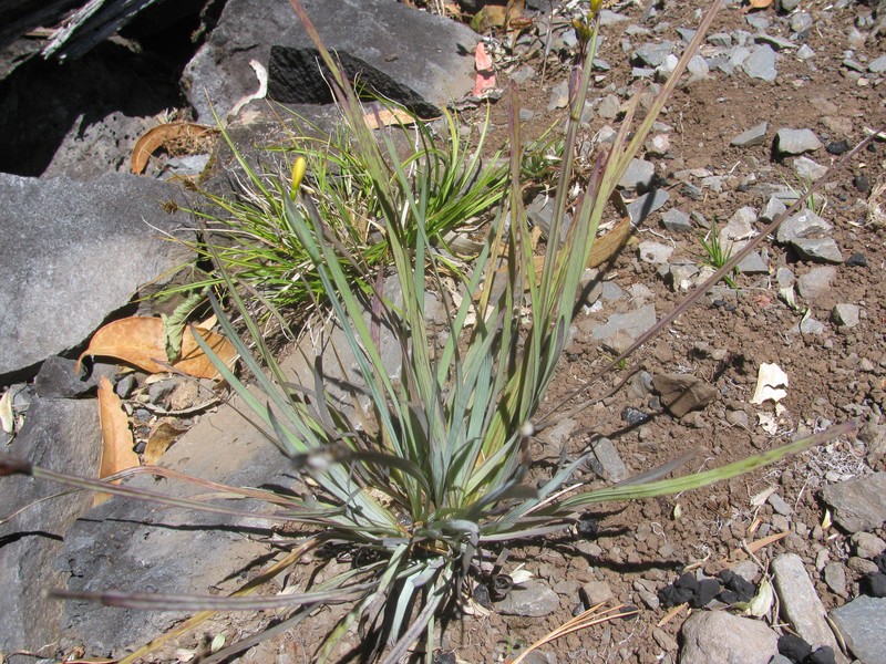 Hawai'I Blue-Eyed Grass