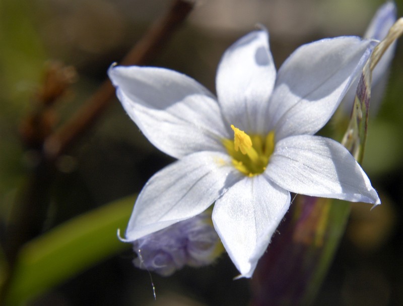 White Blue-Eyed Grass