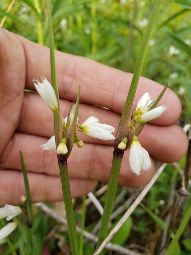 White Blue-Eyed Grass photo 2