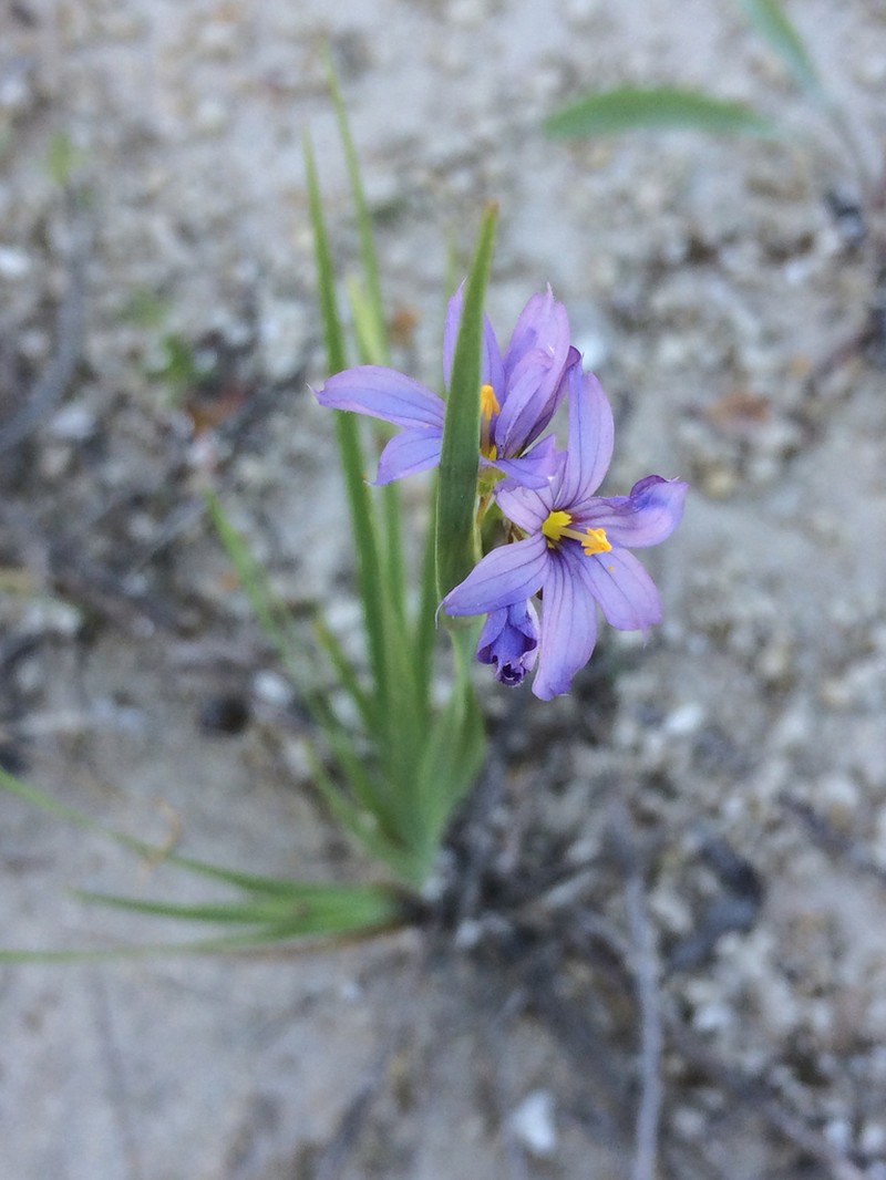 White Blue-Eyed Grass photo 3