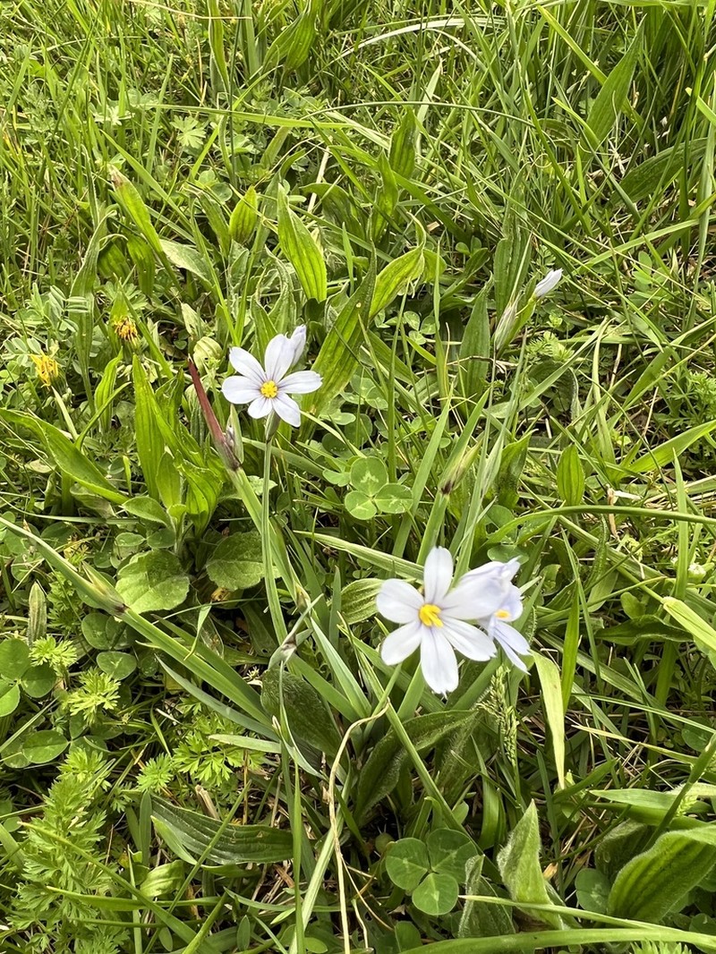 White Blue-Eyed Grass photo 4