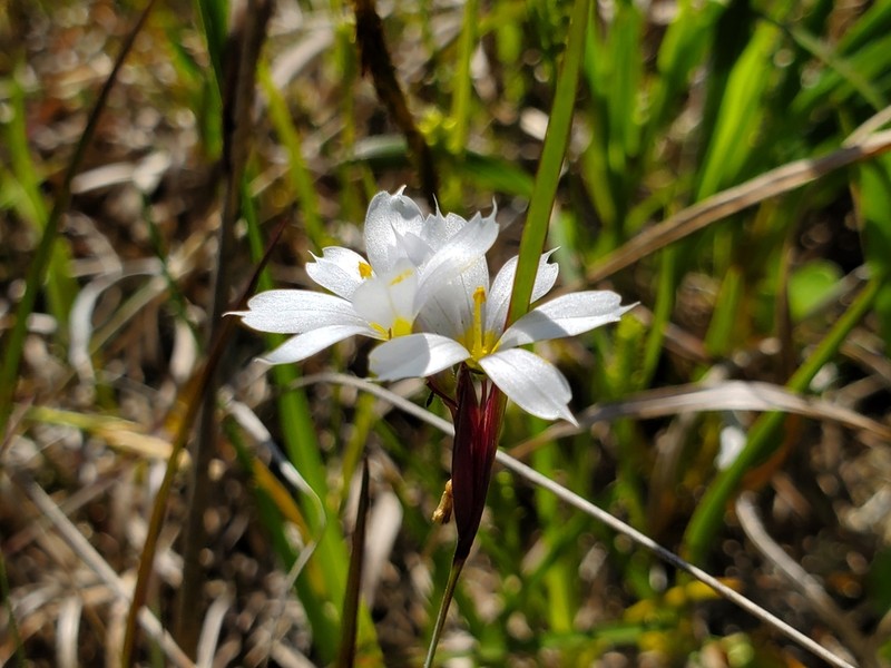 White Blue-Eyed Grass photo 5