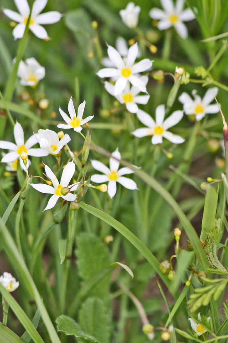 White Blue-Eyed Grass photo 6