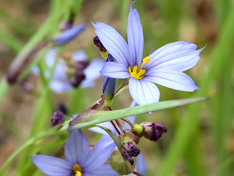 White Blue-Eyed Grass