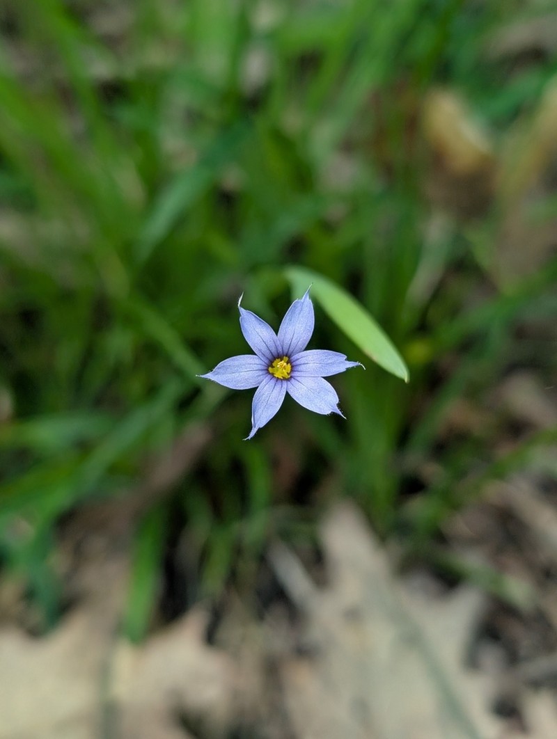 Narrowleaf Blue-Eyed Grass photo 5