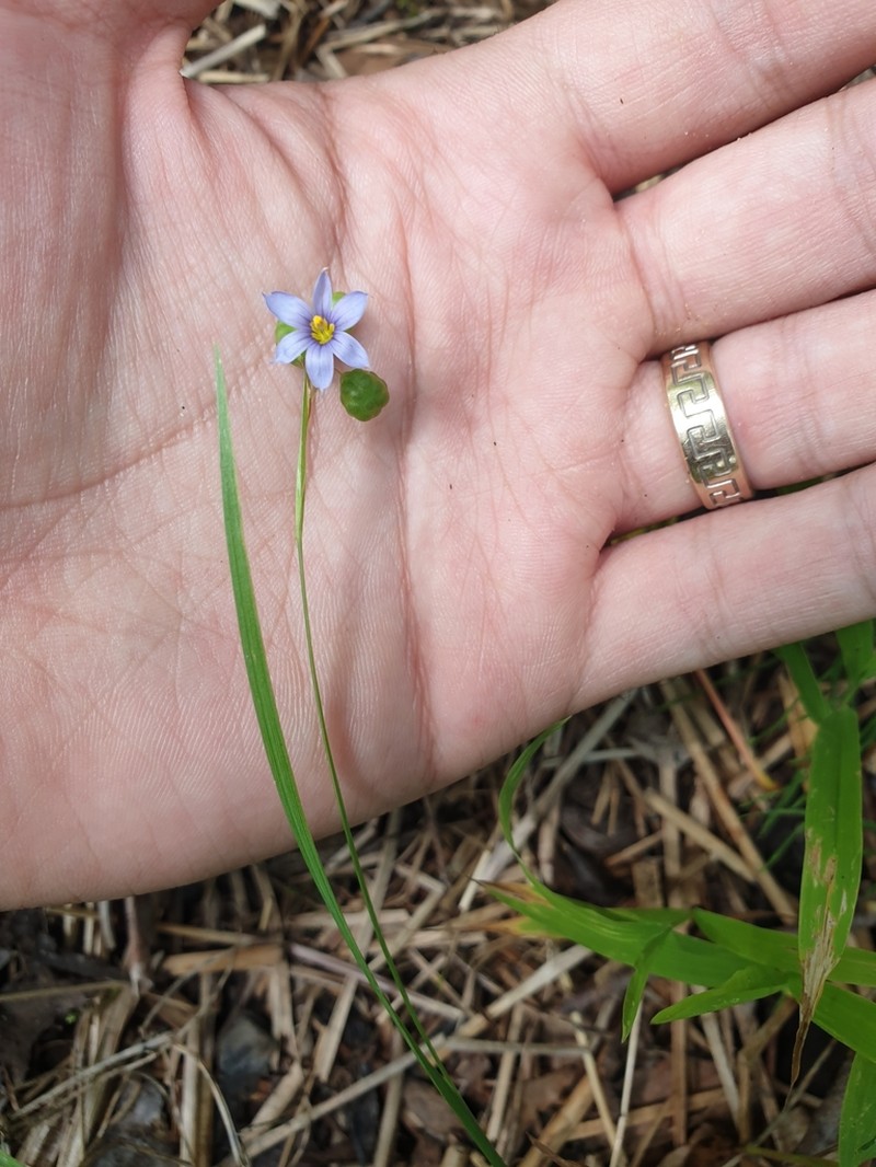 Narrowleaf Blue-Eyed Grass photo 6