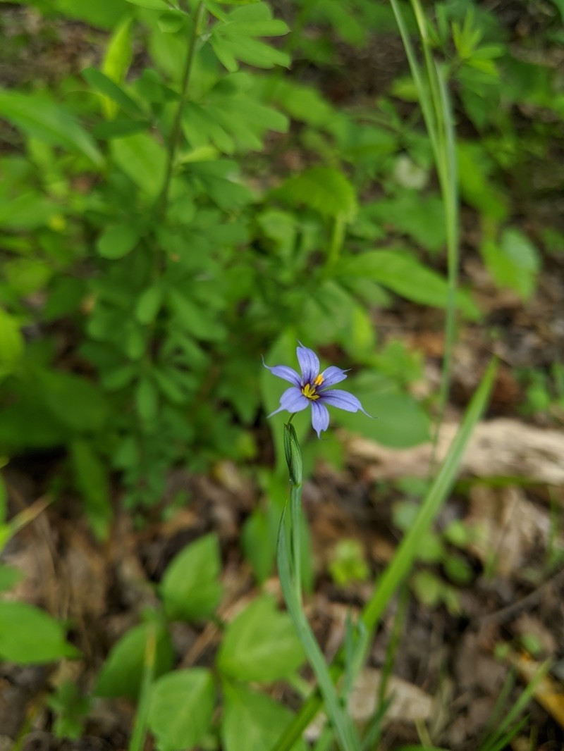 Narrowleaf Blue-Eyed Grass photo 7