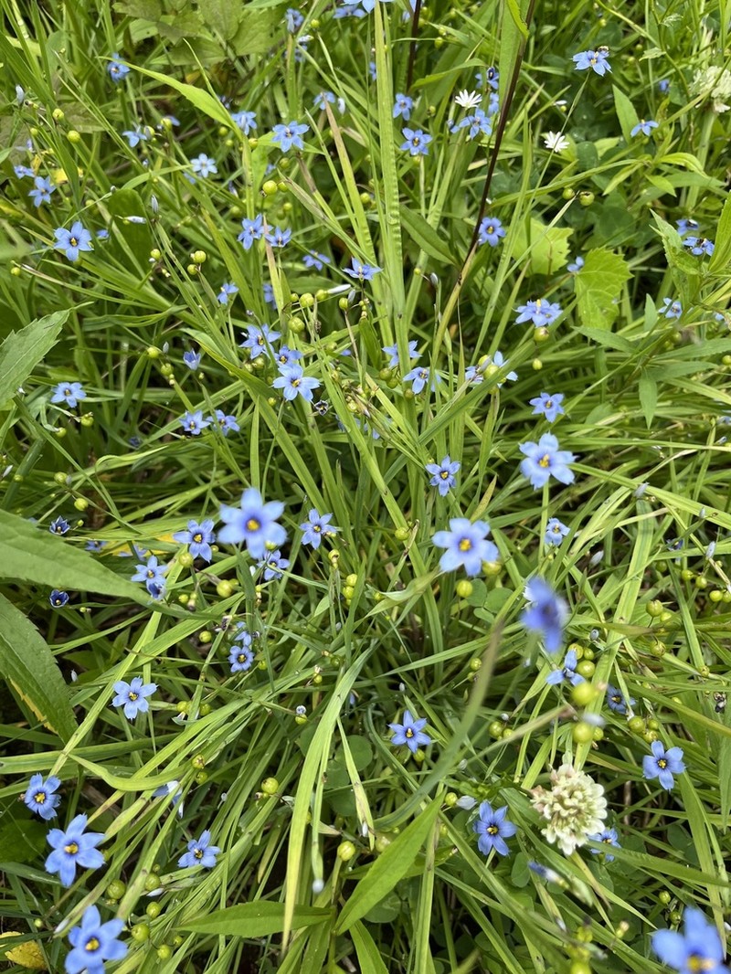 Narrowleaf Blue-Eyed Grass photo 8