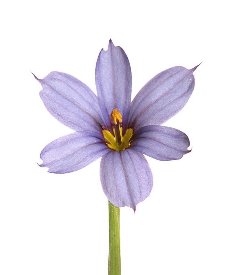 Narrowleaf Blue-Eyed Grass