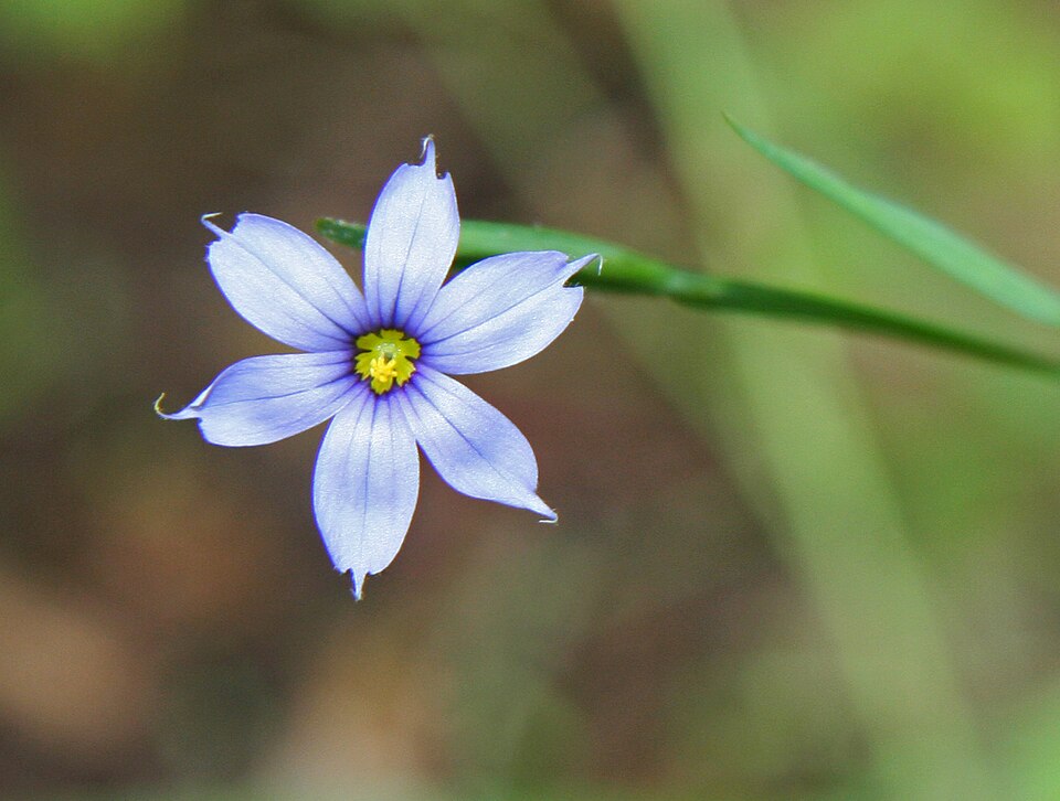 Narrowleaf Blue-Eyed Grass photo 5