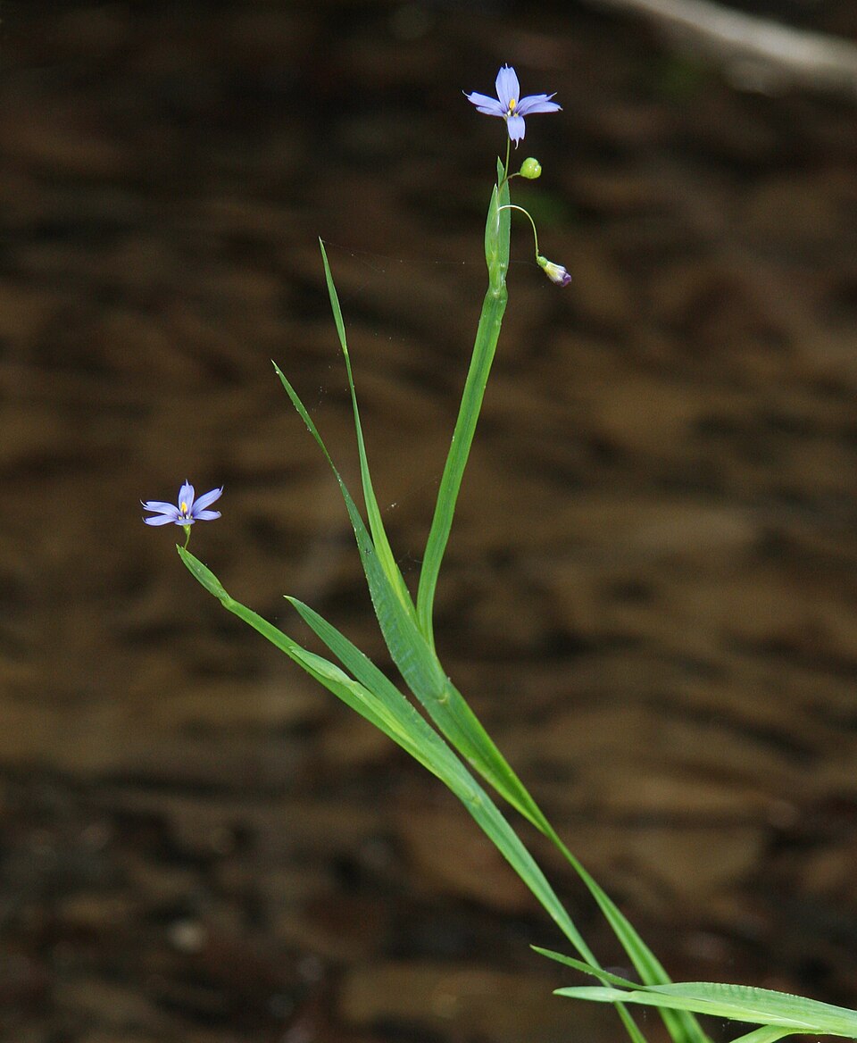 Narrowleaf Blue-Eyed Grass photo 6