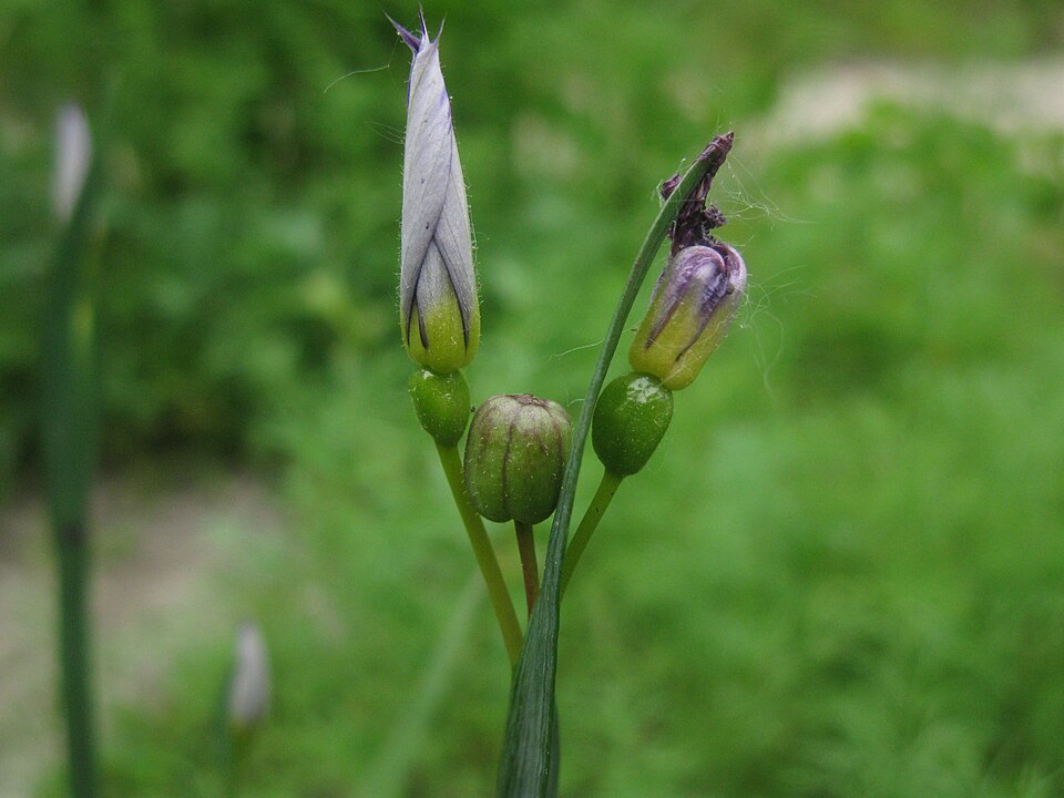 Narrowleaf Blue-Eyed Grass photo 7