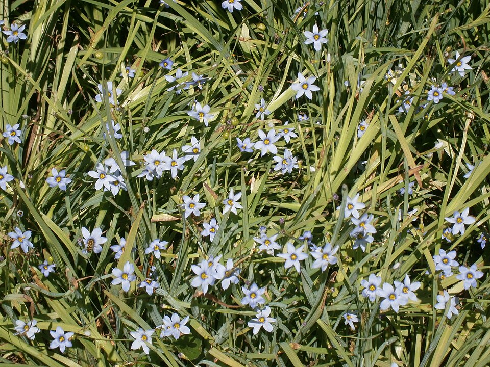 Narrowleaf Blue-Eyed Grass photo 8